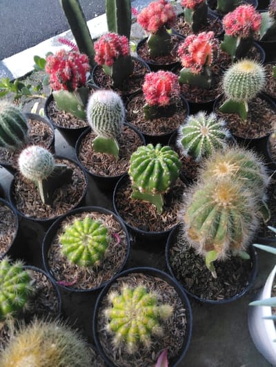 The image displays a dense, low-angle view of approximately 40 small potted cacti and succulents arranged closely together on a dark, flat surface, likely concrete or asphalt. The collection includes numerous grafted "Moon Cacti" (Gymnocalycium mihanovichii) featuring vibrant red, pink, and orange globular scions atop green Hylocereus rootstocks. Various spherical and columnar cactus species are also present, characterized by green bodies and dense clusters of white, yellow, or light brown spines. All plants are contained within uniform black plastic nursery pots, filled with a dark soil mixture topped with wood chip mulch. In the upper left background, a light gray paved surface with a clear white painted line is visible, beyond which lies an indistinct, dark area. No individuals or dynamic actions are depicted in the scene. This arrangement is located in Venecia, Costa Rica.