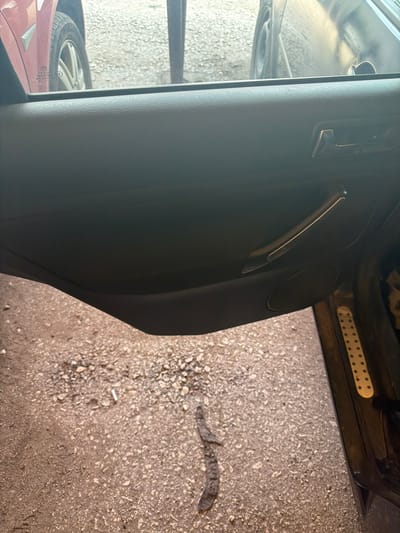 The image depicts a view from inside a vehicle, through an open car door, onto a concrete or asphalt ground surface. The vehicle door is black, with a silver handle. A cigarette butt lies on the ground. A snake, approximately 2-3 feet long, is also present on the ground surface. Through the car window, the tire and body of another vehicle (possibly a red Volkswagen) are visible. The location is undetermined. No people are visible.