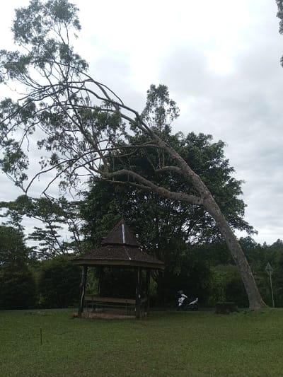 A wooden gazebo with a tiered roof sits on a grassy lawn, partially shaded by a large, arching tree. The tree's trunk leans dramatically towards the ground. Behind the gazebo, lush green trees and a motorcycle are visible. The sky is overcast with grey clouds. A sign post is visible in the background, to the right of the gazebo.