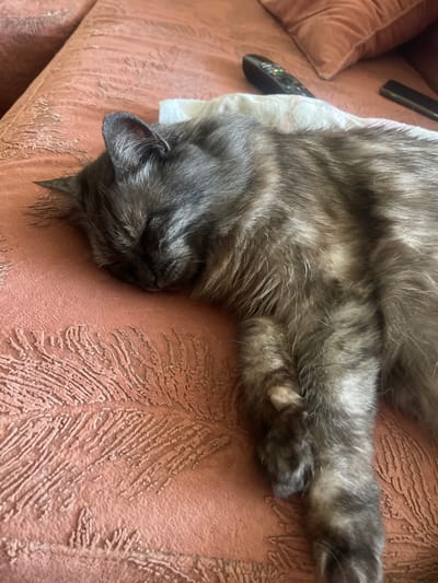 A long-haired, gray tabby cat is sleeping on a textured, reddish-brown couch. The cat's head is resting on a white cloth, and its body is stretched out. In the background, two remote controls are visible on the couch. The image was taken indoors, likely in a residential setting. The scene is calm and peaceful, with the cat appearing undisturbed. There are no people or any indications of external events. The location is not specified in the provided information.