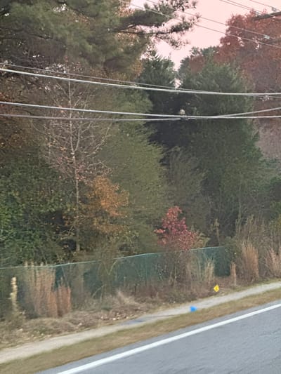 A landscape view shows trees with varying foliage, from dense green to sparse autumnal hues, next to a paved road. The roadside is bordered by low vegetation. Utility wires crisscross the scene. Small yellow and blue markers are visible along the road edge. The sky appears light-colored, possibly at dawn or dusk.