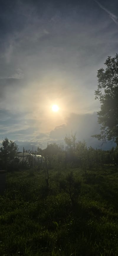 The image depicts a greenhouse situated in a rural area, likely a garden or agricultural plot. The sun is shining brightly through a hazy sky, creating a soft glow and lens flare effect. The greenhouse appears to be made of transparent sheeting stretched over a metal frame. Surrounding the greenhouse is lush green grass, interspersed with various plants and trees, some of which are silhouetted against the bright sky. A large tree with dark foliage is visible on the right side of the frame, partially obscuring the sky. The overall impression is one of a serene, natural environment bathed in the light of a sunny day, possibly in the late afternoon or early morning due to the angle of the sun. The specific location is a property in the village of Kalchevo, Bulgaria.