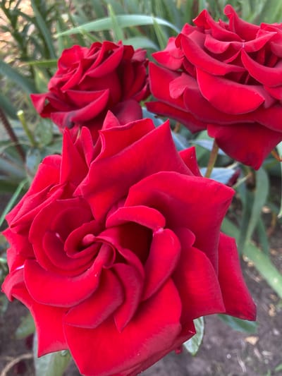 Three vibrant red roses bloom in the foreground, their velvety petals unfurling in intricate patterns. The rose in the lower center is the largest and most in focus, showcasing its deep crimson hue and delicate curves. To the upper left, another rose is partially visible, its form equally captivating. A third rose, positioned in the upper right, offers a glimpse of its rich red surface. The background is a blur of soft green foliage and muted earth tones, suggesting an outdoor garden setting. The image is an artistic close-up, highlighting the natural beauty and complex structure of these flowers.