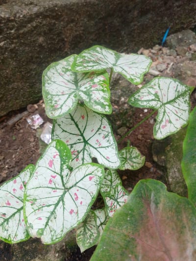 A high-angle, close-up shot captures a cluster of Caladium 'White Christmas' plants growing outdoors in Reudeupbluek, Indonesia. The leaves are predominantly white with striking green venation and speckled with small pink spots. Some larger, darker green leaves are also visible, some with a reddish hue. The plants are situated on dark, earthy soil, interspersed with small pebbles and rocks. In the background, a rough, weathered stone wall is visible, exhibiting moss and discoloration. A small piece of blue plastic is also discernible among the rocks in the upper right portion of the frame, suggesting the presence of discarded human material in the environment. The scene appears to be a natural outdoor setting, possibly a garden or yard.