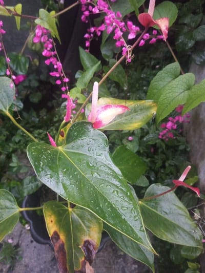The image depicts a garden scene, likely in Tha Yet Gwa, Myanmar. The foreground features an anthurium plant with large, heart-shaped green leaves covered in raindrops. One of the leaves exhibits signs of discoloration and decay. Two anthurium flowers, one with a pink spadix and a white-and-pink spathe, and another smaller, red flower, are visible. In the background, cascading strings of small, bright pink flowers are present, possibly belonging to a vine. The vegetation appears lush and wet, suggesting recent rainfall. The anthurium plant is potted in a black plastic container, partially visible at the bottom of the image. The scene is outdoors.