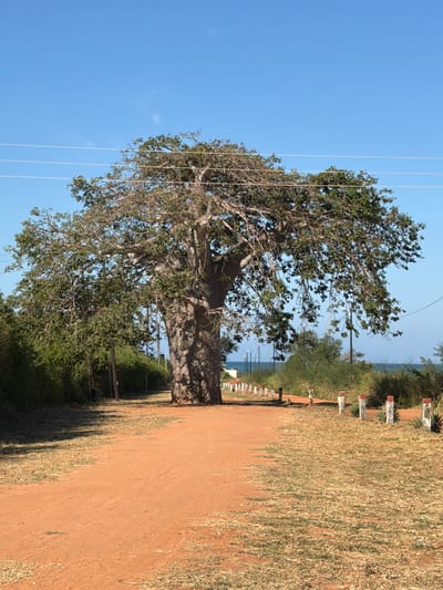 The image shows a dirt road in Muitua, Mozambique, lined by a large baobab tree on one side and a grassy area with small posts on the other. The tree dominates the left side of the frame, its branches extending against a clear blue sky. Power lines run parallel to the road. In the distance, the ocean can be seen between the trees. The ground is dry and dusty, suggesting a dry climate. No people are visible.