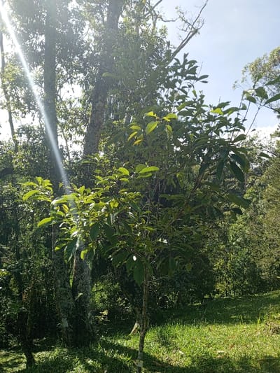 Sunlight streams through a forest clearing, illuminating a small, verdant tree in the foreground. Lush green grass carpets the ground. Behind the small tree, larger trees with textured bark stand. Foliage is dense, creating a sense of depth. The scene is bathed in bright daylight, with hints of blue sky visible above the trees.