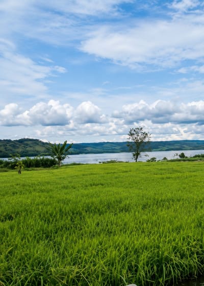 The image shows a vibrant green rice field in the foreground, stretching towards a serene lake in the background. Rolling hills, covered in lush vegetation, form a picturesque backdrop to the lake, with a clear blue sky dotted with fluffy white clouds overhead. A lone tree stands prominently in the middle ground, adding a touch of visual interest to the landscape. The scene evokes a sense of tranquility and natural beauty.
