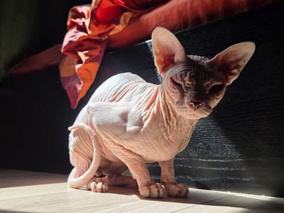 A light-pink Sphynx cat is sitting on a light-brown wooden floor in the city of Восход Снт (фролово), Russia. The cat is facing the camera with its eyes closed and appears to be basking in sunlight. Its body is wrinkled, and it has large, prominent ears. To the left of the cat, a piece of orange and pink fabric is draped over an unseen surface. Behind the cat, a dark, textured surface runs horizontally. Sunlight is casting strong shadows across the scene, highlighting the textures of the cat's skin and the wooden floor.