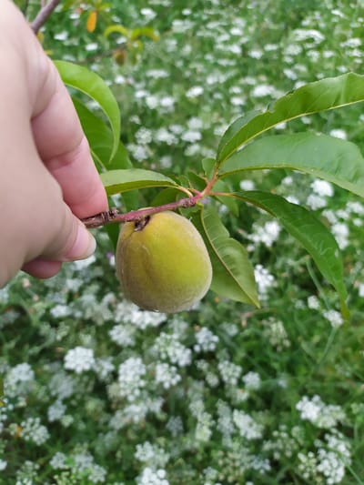 A person's hand is holding a small, green, unripe peach on a branch. The peach is fuzzy and round, with a slight indentation at the top. The branch is thin and brown, with a few small buds. There are several green leaves on the branch, some of which are slightly damaged. In the background, there is a blurred expanse of small white flowers and green foliage. The image appears to have been taken outdoors on a bright, possibly overcast, day. The setting is likely a garden or orchard. There are no buildings or landmarks visible that would indicate a specific location in Мирзамамедгышлаг, Azerbaijan.