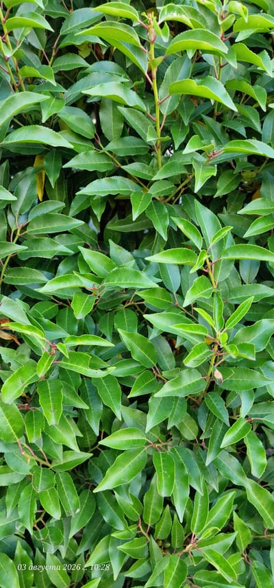 The image shows a dense hedge of vibrant green leaves. The leaves are oval-shaped with pointed tips and appear to be glossy. They are arranged in an overlapping pattern along reddish-brown stems, creating a textured and layered effect. In the lower left corner of the image, there is a timestamp that reads "03 августа 2026 г. 10:28". The scene depicts an outdoor environment, likely a garden or park, with the vegetation filling the entire frame. There are no people or animals visible in the image. The lighting suggests it is daytime, with the sunlight illuminating the leaves and creating subtle shadows. The specific location in Brasschaat, Belgium, is not determinable from the visual information provided.