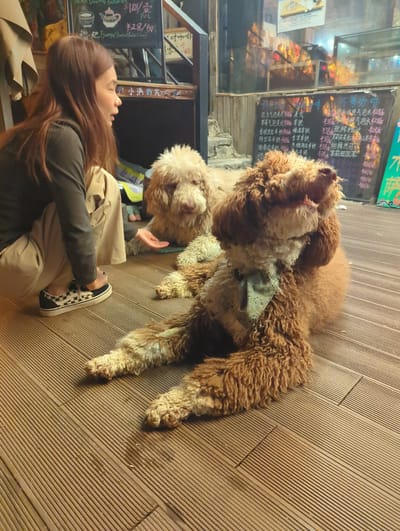 This is a medium-shot, vertically oriented photograph taken at night in Shangri-La, China, featuring two fluffy poodle-like dogs and a young woman. The woman, with long brown hair, is sitting on a wooden deck, wearing a dark long-sleeved shirt and tan pants, and black and white checkered Vans. One dog, a lighter cream color, is in the foreground, looking towards the woman. The other dog, a darker reddish-brown, is positioned behind and above the cream dog, interacting with it. A light-colored bandana is tied around the neck of the darker dog.

The setting appears to be an outdoor seating area of a establishment, possibly a cafe or restaurant, indicated by wooden decking and a window display with menus and lighting in the background. The menus, written in Chinese, display prices and item names such as "不喝咖啡" (Don't drink coffee), "芭乐冰挂,气泡水" (Guava ice drip, sparkling water), and "Tsampa (Roman Baby Fl" which appears to be a transliteration or misinterpretation of a word on the menu. The lighting is warm and ambient, suggesting nighttime. The overall mood is relaxed and friendly, with the dogs appearing playful and the woman engaged with them.