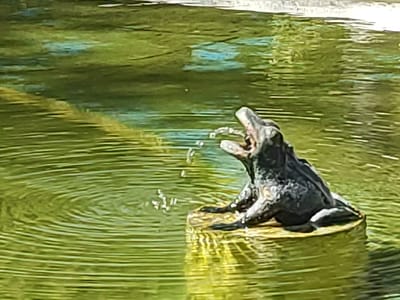 The image shows a close-up of a stone frog statue that appears to be a fountain. The frog is dark gray and is positioned on a light-colored circular stone base in the center of a body of water. Water is being sprayed from the frog's open mouth, creating a small arc of droplets. The water surrounding the frog is green and shows ripples, indicating movement. The surface of the water reflects the green surroundings and some lighter, perhaps cloudy, sky. The lighting suggests it is daytime, possibly sunny, given the reflections and the overall brightness. The scene appears to be outdoors, in a garden or park setting, typical of a decorative fountain. No people or text are visible in the image. The location context of Valencia de Alcántara, Spain, suggests this fountain is likely a decorative feature in a public space or private garden within that region. The overall mood is serene and perhaps playful due to the water feature.