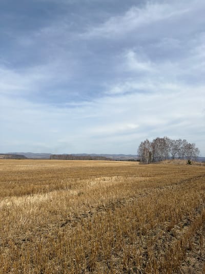 The image displays a vast rural landscape under a wide sky, oriented vertically but depicting a horizontal scene. The upper half of the image is dominated by a light blue sky with wispy, streaky white clouds, suggesting a partly cloudy or overcast day. The light is bright and diffused.
The lower half of the image features an extensive field of harvested crops, characterized by golden-brown stubble. The field shows distinct parallel rows and textures from agricultural activity. The dry, cut stalks cover the ground, indicating a post-harvest season, likely late autumn, winter, or early spring.
Along the horizon line, separating the sky and the field, there is a line of bare deciduous trees, possibly birches given their light-colored bark. Their branches are visible against the sky, devoid of leaves. To the right of this main group of trees, a smaller, darker evergreen tree is faintly visible. In the far distance, beyond the field and trees, a faint line of rolling hills or mountains stretches across the horizon, appearing hazy.
There are no people or specific activities taking place, presenting a serene and quiet scene. The overall impression is one of open space and the transition of seasons. No text is visible in the image. The location is contextualized as Шошино, Russia.