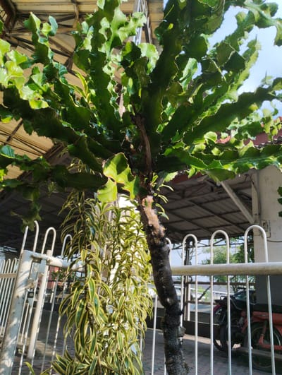In Tanjungsari, Indonesia, a mature, thorny Euphorbia plant with green, wavy stems is the central subject, set against a backdrop of a covered structure, a white metal fence, and a motorcycle. The plant's thick, woody trunk is textured and dark, with branches extending upwards and outwards, covered in lush green foliage. The leaves are somewhat glossy, indicating recent watering or dew. To the left of the Euphorbia, a cascade of thin-leaved plants with variegated green and yellow leaves hangs down, creating a contrasting texture and color.
The white metal fence, with its curved, vertical bars, forms a significant portion of the foreground and middle ground, creating a sense of enclosure and defining the boundary of the scene. Behind the fence, the motorcycle, primarily red with some black components, is visible, suggesting it is parked. The covered structure in the background appears to be a roof or canopy, supported by beams, possibly an awning or part of a building. The sky above is a clear, pale blue, indicative of daylight. The overall lighting suggests a sunny day with shadows cast by the plants and structures. The scene appears to be an outdoor setting, likely a yard or courtyard, given the presence of plants, a fence, and a parked vehicle.