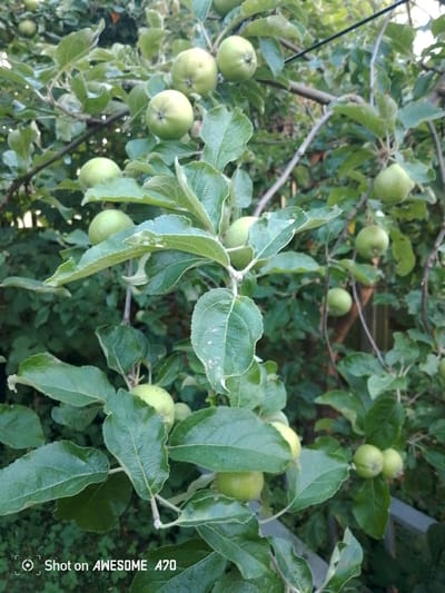 This image depicts an apple tree branch laden with unripe green apples, set against a backdrop of dense foliage and dappled sunlight. The scene is likely an orchard or garden within the city of Lohmar, Germany, given the characteristic vegetation. Several apples are visible, some clustered together and others hanging individually from the branches. The leaves are a vibrant green, suggesting a healthy tree in the warmer months. The overall impression is one of natural abundance and the early stages of fruit development. There are no people or animals visible in the frame. The foreground is dominated by the texture of the leaves and branches, with the apples serving as the primary subjects. The lighting suggests it is daytime, with sunlight filtering through the canopy.