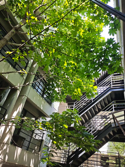 The image depicts an outdoor view looking upwards through a canopy of vibrant green leaves. Sunlight filters through the foliage, casting dappled shadows on the surrounding architectural elements. To the left, a concrete building with multiple stories is visible. This building features several windows with dark frames and reflective glass, suggesting an interior space. Horizontal beams and structural supports are also visible on the facade. To the right, a complex metal staircase with black treads and white railings ascends through the frame. The staircase is multi-leveled, with intersecting platforms and angled risers. The overall scene suggests an urban environment, possibly an academic institution or residential complex, where nature and modern architecture are intertwined. The location is the Hokkaido University campus in Sapporo, Japan, specifically within the area of the Faculty of Engineering, an environment characterized by its Brutalist architecture and surrounding greenery. No people are visible in the image.