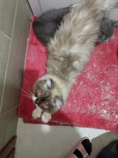 The image depicts an indoor scene in Madinaty, Egypt, viewed from an overhead perspective. Two domestic cats are positioned on a red, fibrous mat, which is covered with scattered white granular material. A long-haired cream and brown point cat lies on its side, facing left, exhibiting prominent white whiskers and a red-eye effect in its pupils. Partially behind it, a short-haired grey cat is visible, resting with its head oriented away from the camera. The red mat rests on a light-colored tiled floor with visible grout lines. A human left foot, clad in a light pink two-strap slipper, is partially visible on the tiled floor in the lower right foreground.