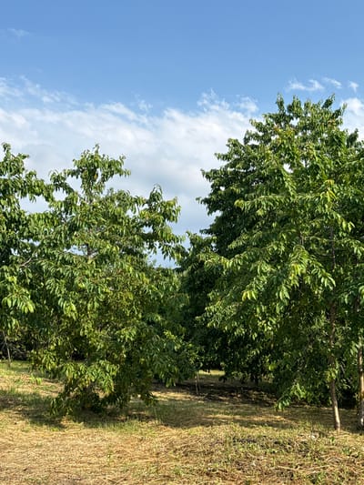 The image depicts a natural outdoor scene, likely an orchard or a park in Nogir, Russia, on a clear day. The foreground is dominated by dry, yellowish-brown grass, indicative of summer or early autumn. Two trees are prominently featured in the mid-ground, their branches laden with vibrant green leaves, suggesting a healthy, growing season. The trees are positioned to create a sense of depth, with one slightly to the left and another to the right, both appearing to be of moderate height.

Behind these trees, a dense cluster of more trees stretches into the background, forming a green wall that obscures what lies further ahead. The sky above is a brilliant blue, punctuated by scattered white clouds. These clouds are wispy and elongated, hinting at a gentle breeze. The lighting suggests it is daytime, with sunlight filtering through the leaves and casting dappled shadows on the ground. There are no people or animals visible in the frame. The overall impression is one of peaceful, rural or parkland scenery.