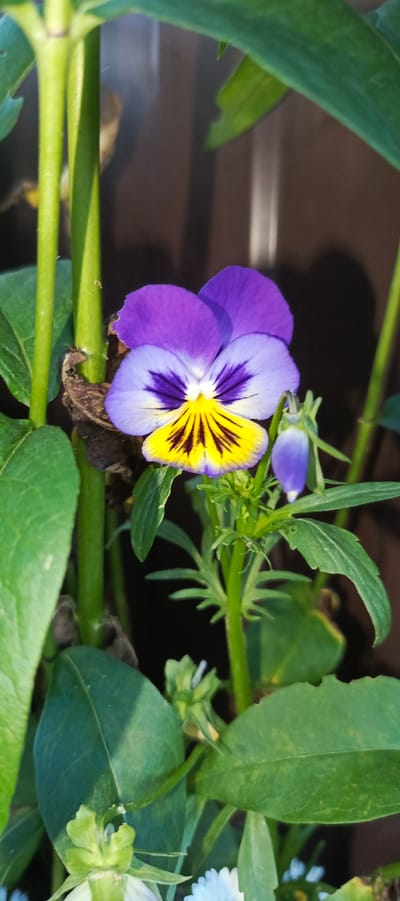 A close-up, vertical shot showcases a vibrant pansy bloom with purple and yellow petals, its intricate veining a focal point against a blurred brown background. The flower is surrounded by lush green foliage and stems, with a small, unopened bud in close proximity. The image appears to be an outdoor shot, possibly in a garden, though the specific location within Merchalovo, Russia, is not discernible from the visual information alone.
