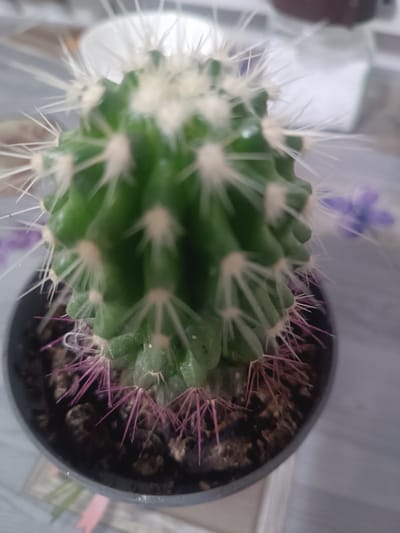 A close-up, slightly blurry shot shows a small potted cactus with vibrant green skin and numerous sharp spines. The spines are white and protrude radially from the ribbed surface of the cactus. Some of the lower spines have a distinct pink hue. The cactus is planted in dark soil within a dark gray pot. In the background, out of focus, a hint of a light-colored surface and a blurred purple flower can be seen. The overall setting suggests an indoor environment, possibly a home or office, in Бидайкөл, Kazakhstan.
