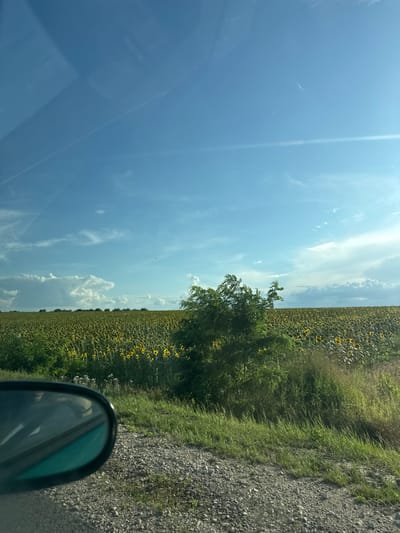 The image depicts a sunflower field under a bright blue sky with scattered white clouds. In the foreground, a gravel road borders the field, with green grass and a bushy tree to the right. A car's side mirror is visible in the lower left corner, reflecting a portion of the interior and the sky. The vast field of sunflowers stretches to the horizon, with a line of trees visible in the distance. The scene suggests a rural landscape in Sagaidac, Moldova, likely captured during daytime. There are no visible people or animals in the frame.
