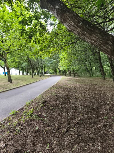 The image depicts a curved asphalt path flanked by trees on both sides. The path appears to be a walkway or a bike lane. On the left side of the path, there is a grassy area with scattered trees. In the background on the left, a modern building with white siding and blue accents is visible. On the right side of the path, the ground is covered with a thick layer of fallen leaves and twigs, suggesting it might be autumn or a wooded area that experiences significant leaf drop. The trees lining the path are lush with green foliage, indicating it's likely springtime or summer. The branches of the trees form a canopy overhead, creating a dappled light effect on the path and the surrounding areas. The overall scene is one of a peaceful, natural setting, possibly a park or a campus, with a man-made path cutting through it. There are no people or animals visible in the image. The lighting suggests it is daytime, possibly overcast or late afternoon, as there are no harsh shadows. The location is identified as Markina-Xemein, Spain.