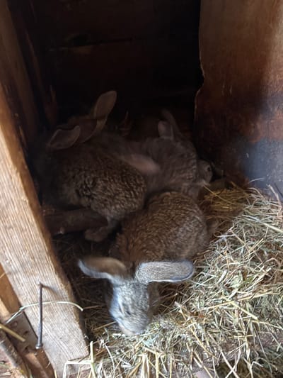 Location cannot be verified to be Малая Рукавицкая, Russia.
The image shows a nest of baby rabbits huddled together in a wooden box lined with hay. The rabbits are various shades of brown and gray. Some of them have their ears visible, while others are tucked into the pile. The wooden box appears to be part of a larger structure.