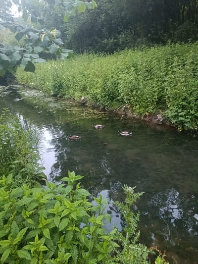 A scenic view captures a tranquil body of water, likely a river or canal, flowing through a lush green environment. The water's surface reflects the surrounding foliage and the overcast sky, creating a muted, natural palette. Several mallard ducks are visible swimming in the water, their presence adding life to the scene. The banks of the waterway are densely covered with various green plants, including nettles in the foreground, creating a wild and natural feel. In the background, a dense line of trees forms a dark, shaded backdrop. The overall impression is one of peaceful natural beauty, potentially a spot within or on the outskirts of Arun, United Kingdom, known for its picturesque waterways and countryside.