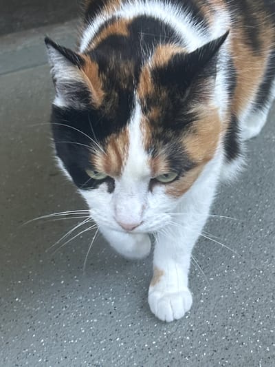 A calico cat with black, white, and orange markings is walking on a grey, speckled surface that appears to be a sidewalk or pavement. The cat is facing downwards and towards the left of the frame. Its ears are perked, and its green eyes are visible. The cat's right paw is extended forward, and its white fur is contrasted against the darker markings on its body. The background is out of focus, but it appears to be a blurred, neutral color, possibly a wall or building. The image is a close-up shot, focusing on the cat's head and front portion of its body. This scene does not provide any information that would allow for the determination of a specific location within the city of Leiden, Netherlands.