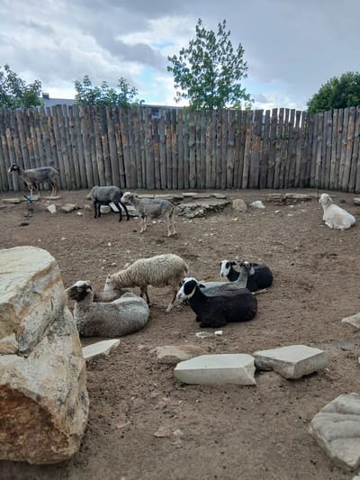 The image depicts an outdoor enclosure with several sheep and a wooden fence in the background. The enclosure floor is composed of dirt and scattered rocks. In the foreground, a large rock formation is visible on the left. Several sheep are scattered throughout the enclosure, some standing and some lying down. One sheep is light-colored and lying down in the background on the right. The wooden fence is made of vertical logs. The sky above is cloudy. The image appears to be taken in Novoye, Russia, as indicated by the prompt, suggesting this is likely an enclosure within the city.