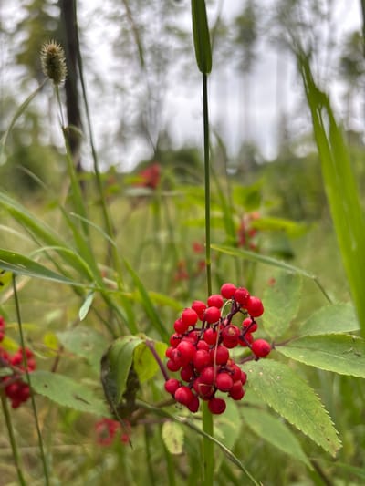 This is a close-up, eye-level photograph of a cluster of bright red berries on a plant. The berries are small, round, and appear to be ripe, with some slight variations in color and texture. They are attached to thin stems that form a small bunch. Surrounding the berries are blurred green leaves and tall, thin green blades of grass. The background is also out of focus, showing a soft bokeh effect with hints of green and grey, suggesting an outdoor, natural environment. The lighting is diffused, creating a gentle illumination of the subjects. The scene is entirely devoid of human presence. The image was captured outdoors in a natural setting, consistent with the flora found in Pavlovskaya Sloboda, Russia.