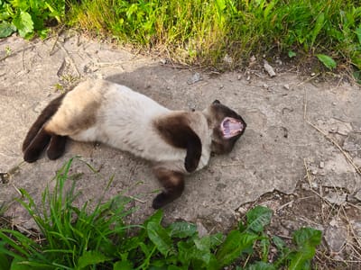 A Siamese cat is lying on its back on a cracked concrete surface, with its mouth wide open, showing its teeth and tongue. Green grass and vegetation are visible around the concrete. The scene appears to be outdoors, possibly in a park or a residential area. The image does not contain any information about the city of Dolzhikovo, Russia.