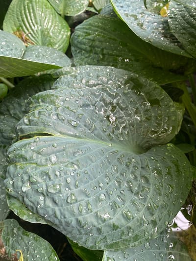 This is a close-up, high-angle medium shot of several large, green hosta leaves glistening with numerous water droplets. The leaves have prominent veins that create a textured, ribbed surface. The water droplets are of varying sizes and shapes, some perfectly round, others elongated, reflecting the light and the surrounding environment.
The overall mood is serene and natural, evoking a sense of freshness and the aftermath of rain. The lighting appears soft and diffused, suggesting an overcast sky or a time of day when the sun is not directly overhead. The colors are dominated by various shades of green, with subtle variations in hue and tone among the different leaves. The texture of the leaves is palpable, highlighted by the water resting on their surfaces.
In the background, out of focus, darker foliage and hints of what might be water or other wet surfaces are visible, adding depth to the image. There is no text present in the image. The scene appears to be in an outdoor garden setting, possibly in Pointe-Claire, Canada, given the location context. The focus is entirely on the intricate details of the hosta leaves and the water collected on them.