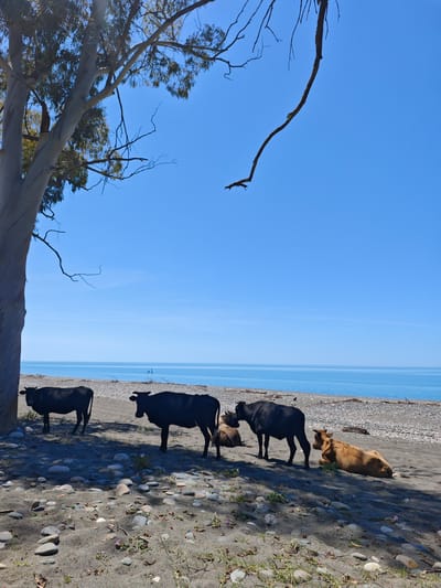 This vertical shot captures a tranquil coastal scene in Warcha, Abkhazia, featuring cattle resting on a beach under the shade of a large tree.

The main subjects are five cows on a beach with dark sand and scattered gray and white pebbles. Three cows are standing: two entirely black cows face towards the left, positioned under the tree's shade, and a third dark-colored cow is partially visible behind the tree trunk. Two other cows are lying down: one dark-colored cow rests behind the standing black cows, while a light brown or tan cow lies further to the right on the sand.

A large tree with smooth, light-colored bark and sparse green foliage dominates the left side of the frame, providing shade for the cows. Its branches extend into the clear blue sky, with one prominent bare branch stretching towards the center of the image.

The beach meets a calm, clear blue sea that extends to the horizon. In the far distance on the water, two small, dark, vertical structures are faintly visible, possibly remnants of old pilings. The sky above is a vibrant, cloudless blue.

The scene unfolds on a bright, sunny day, likely mid-morning or early afternoon, indicated by the distinct shadows cast by the tree and the cows. The weather appears clear and calm. The unusual presence of cattle on a quiet beach suggests a natural, undeveloped coastal setting. No visible text is present in the image.