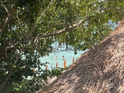 The image depicts a tropical beach scene, understood to be located in San José, Mexico. In the immediate foreground, occupying the lower right quadrant, is a section of a thatched roof made of dried palm fronds, angled upwards from right to left. Overlapping this and filling the majority of the left and top portions of the frame is dense green foliage from trees and bushes, featuring numerous branches and leaves, creating a natural frame around the central view.
Through the gaps in the foliage and above the thatched roof, a body of clear, calm, turquoise-blue water is visible. Partially submerged in this water, in the mid-ground, are two individuals. One figure is positioned to the left of the frame, and another is slightly right of center, both appearing to be wading or swimming. Extending from the bottom center into the water is a light-colored wooden pier or walkway, featuring short, dark brown posts with white rope railings strung between them, marking its perimeter. The sky, a clear light blue, is visible above the horizon line where the water meets the distant air. The scene is illuminated by bright, natural daylight, indicating a clear, sunny environment.