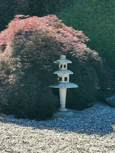 This is a medium-shot, eye-level, vertical photograph of a Japanese garden. The main subjects are a Japanese maple tree with dark red, finely cut leaves and a stone lantern. The tree is large and bushy, with its branches creating a dense canopy. The stone lantern is a three-tiered structure, made of a light-colored, speckled stone, and stands in front of the tree. It has a tall, tapering base and each tier features cutouts that resemble windows.
The ground is covered with light-colored gravel, with a darker patch of gravel visible behind the lantern, suggesting a shift in texture or material. In the background, a dark green, manicured hedge forms a backdrop to the scene. The lighting suggests it is daytime with bright sunlight, as evidenced by the strong shadows cast by the lantern and the highlights on the gravel. The overall scene evokes a sense of tranquility and careful landscaping, characteristic of a Japanese garden. There is no visible text in the image. The location context provided is Goczałkowice-Zdrój, Poland.