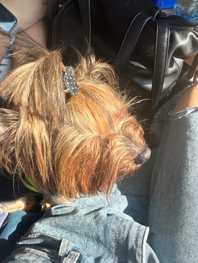 The image shows a close-up of a small dog, possibly a Yorkshire Terrier, sleeping. The dog has long, shaggy, reddish-brown fur and is wearing a lime green collar. A small black and white polka-dot bow is attached to its fur. The dog is resting against a person wearing distressed denim jeans. In the background, a black leather bag is visible, and a partial view of a blue plastic bottle can be seen. The lighting suggests an outdoor setting, possibly in a car, with strong sunlight casting shadows. The exact location in the city of Svetlen, Bulgaria cannot be determined from the provided image.