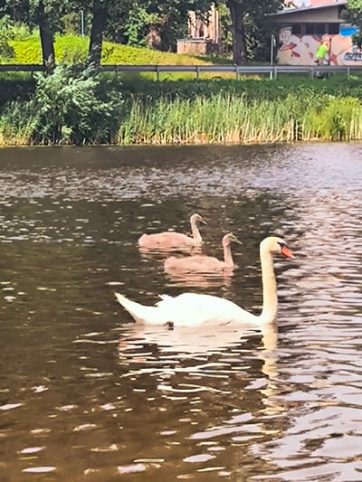In the city of Ulbroka, Latvia, a body of water is captured, likely a lake or river, with a tranquil surface reflecting the surrounding environment. The water is a dark, rich brown, interspersed with shimmering highlights from the sun. In the foreground, a majestic white swan with an orange-tipped beak glides gracefully, its white plumage standing out against the darker water. Behind it, two cygnets, with their distinctive grey downy feathers and elegant necks, swim in formation. The background of the image reveals a lush, green shoreline dominated by dense vegetation, including tall reeds and trees. Beyond the greenery, a metal railing runs along the edge, separating the water from a paved area or path. In the distance, a low-rise building with a distinctive mural of a person and animal is visible, suggesting a park or public space. The overall scene evokes a sense of peace and natural beauty.