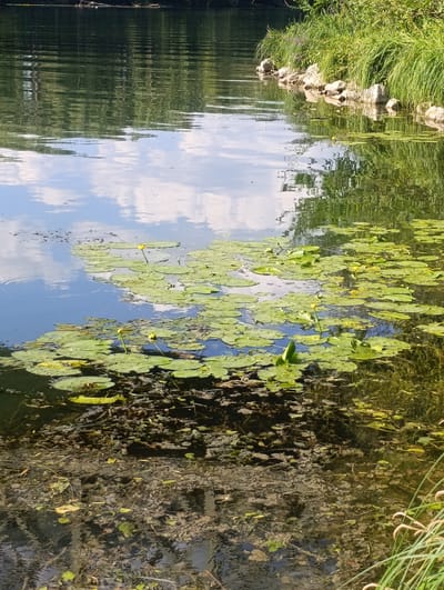 The image shows a tranquil body of water, likely a river or pond, with a dense covering of lily pads in the foreground and mid-ground. Some of the lily pads have small yellow flowers emerging from them. The water is clear enough in places to see the murky bottom, which is covered with sediment, leaves, and submerged vegetation. Reflections of clouds and trees are visible on the surface of the water. Along the right bank, there is a line of rocks and lush green grass and foliage. The scene is peaceful and natural, suggesting a location outside of a busy urban area. The user has specified the location as Guéreins, France, though this is not visually verifiable from the image itself. There are no people or animals visible in the image.