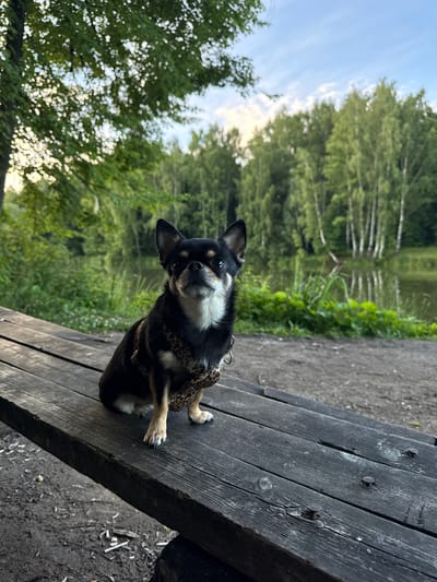 A small black and tan chihuahua, wearing a leopard-print harness, is lying on a rustic wooden picnic table. The dog is looking directly at the camera with a curious expression. The table is made of weathered, dark wooden planks with visible nails. To the left of the table, there is dark soil with some scattered debris. The background features lush green trees and a body of water, possibly a river or lake. The sunlight filters through the leaves, creating a dappled effect. The overall setting suggests an outdoor environment, perhaps a park or a campsite, during daylight hours. The presence of the dog on the picnic table indicates a casual outdoor setting, possibly a moment of rest during a summer outing in Russia, as suggested by the location context "Летний Отдых". The sky is visible in the upper right portion of the image, showing a clear blue with some scattered white clouds.