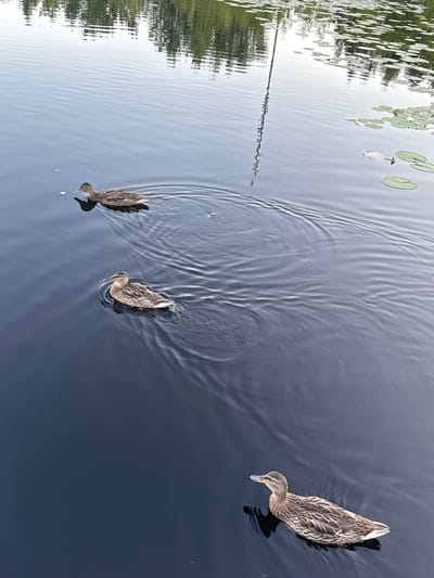 The image shows a serene scene of three ducks swimming in a body of water. The ducks are identified as mallard ducks, characterized by their brown and speckled plumage. One duck is positioned on the right side of the frame, facing left and slightly downwards, as if to drink or forage. To the left and slightly further down, two other ducks are swimming together, also facing left. One is slightly ahead of the other, and both appear to be paddling through the water, creating gentle ripples.
The water itself is dark and reflects the surrounding environment. On the left side of the image, the reflection of green trees and vegetation is visible, indicating a natural, possibly wooded, setting. There are also lily pads scattered on the water's surface, adding to the bucolic atmosphere. The water's surface is disturbed by the ducks' movements, creating elegant, wavy patterns that catch the light.
The lighting suggests it is a bright, sunny day, likely during daylight hours. The clear water and reflections point to good weather conditions. There is no visible text in the image. The overall mood is peaceful and tranquil, capturing a moment of natural beauty. The location is specified as Pchelka, Russia, which suggests a rural or natural environment within that region.