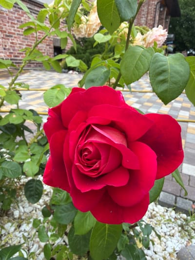 A close-up, high-angle shot features a large, velvety red rose as the central subject. The rose's petals are tightly furled in the center, gradually opening outwards. Delicate water droplets are visible on some of the petals. The rose is surrounded by vibrant green leaves and branches. In the background, a light-colored paved pathway with a yellow stripe runs horizontally. Beyond the pathway, a red brick building with a dark window and a wooden overhang is visible. Further in the background, there are out-of-focus light-colored roses and dark green foliage. The ground around the rose is covered with white pebbles and sparse green vegetation. The scene appears to be an outdoor garden setting in a residential area of Дорожный, Russia, possibly a courtyard.