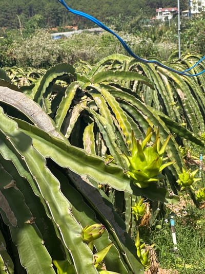 Lush green dragon fruit cacti dominate the scene, showcasing several developing fruits with pointed, scale-like coverings. A bright blue wire intrudes from the upper left. In the background, a blur of green foliage and structures sits on a distant hillside under sunny conditions. The cacti exhibit segmented, fleshy stems with intermittent spines, creating a textured, layered effect.