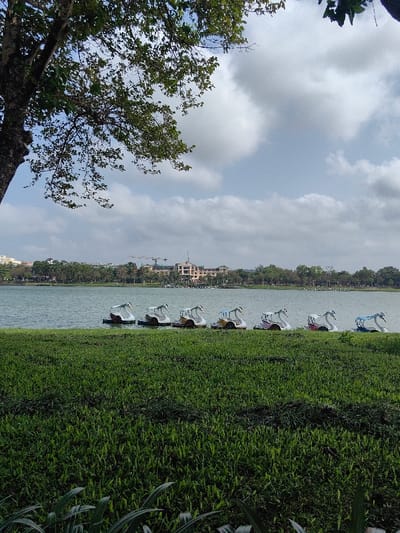 The image displays a daytime scene at a lake in Thuận Hóa Ward, Vietnam. The foreground consists of a densely vegetated expanse of manicured green grass. To the far left, the trunk and leafy canopy of a large tree are visible, partially framing the upper left quadrant of the image. Seven swan-shaped pedal boats are moored in a line at the water's edge. From left to right, their visible features include white bodies with accents of dark, beige, light blue, pink, red, and blue, respectively. The surface of the lake is calm. Across the lake, a city skyline is visible, featuring multiple buildings, including a prominent light-brown, multi-story structure with a distinct roofline, and two construction cranes. A line of trees borders the distant shore. The sky is partly overcast with a mix of white and grey clouds. No people are present within the frame.