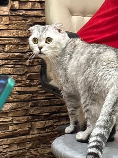 A gray tabby cat with yellow eyes is looking at the camera, seemingly upside down. It rests on what appears to be a black chair with a red cushion. Behind the chair is a textured, brick-like surface. The cat's tail is visible, striped with gray and black. Part of a green object is visible in the lower frame.