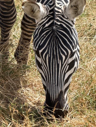 A zebra is captured from a high-angle perspective, head down, grazing on dry, yellowed grass interspersed with sparse green patches. The animal's head, predominantly black with white stripes, occupies the lower right half of the frame. Its dark snout is positioned close to the ground, indicative of feeding. Visible are the zebra's ears, internally greyish-brown, and a portion of its mane along the neck. The upper left quadrant of the image displays the heavily striped foreleg and a segment of the body of what appears to be the same or another zebra. The scene is illuminated by direct sunlight, casting minimal shadows. The environment suggests an open, grassy area, identified as Mti Mmoja, Tanzania.