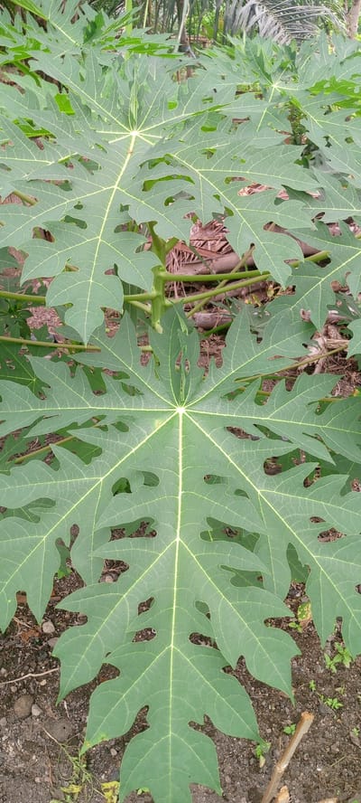 The image shows a close-up view of papaya leaves, with their characteristic palmate shape and prominent veins. The leaves are a vibrant green and appear to be healthy. The background consists of dry foliage and dirt, suggesting an outdoor setting. There are no people or animals visible in the image, and no specific actions or interactions are depicted. The lighting is natural and appears to be from overhead, casting subtle shadows on the leaves. The overall impression is one of natural growth and abundance of plant life.