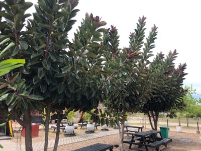 The image depicts an outdoor seating area with multiple rubber trees and picnic tables. The trees are mature and have large, dark green leaves with some reddish-brown new growth. The ground is covered with a mixture of gravel and patterned paving stones. Several black wooden picnic tables with benches are arranged around the area. White potted plants on square bases are also present. In the background, a green trash can is visible near a fence, and beyond that, there are other trees and vegetation, suggesting a natural or park-like setting within the city of Keudekruenggeukueh, Indonesia. The sky is overcast and white. There are no people visible in the image.