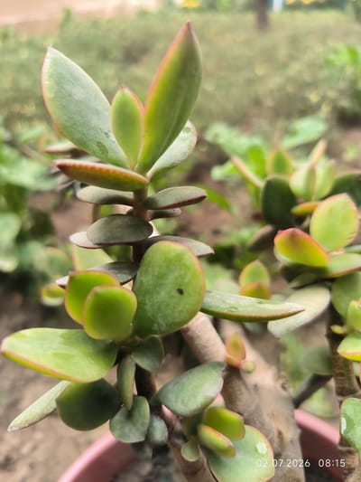 The image displays a close-up of a jade plant, specifically its fleshy, oval-shaped leaves. The leaves are predominantly green with reddish-brown edges, indicating potential sun exposure or a natural characteristic of the plant. The plant has a thick, woody stem and branches, suggesting it is mature. The background is blurred, showing other greenery and the ground, with a pink pot visible at the bottom. A date and time stamp "02.07.2026 08:15" is present in the lower right corner. There is no indication of the city of Kattasu, Uzbekistan, within the image or its context.